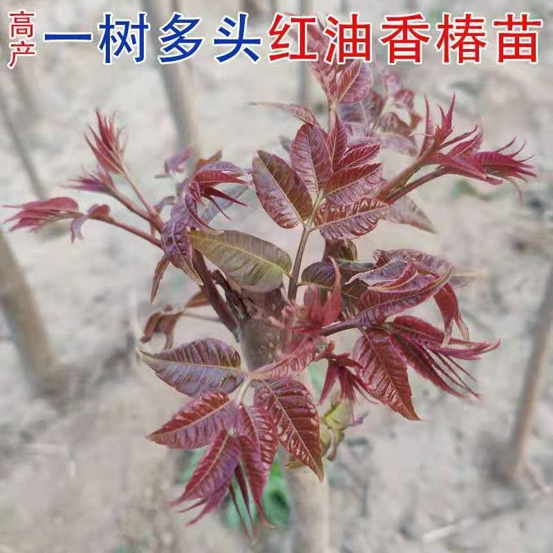 红油香椿树苗批发香椿苗盆栽地栽南北方阳台种植食用四季采摘抗寒