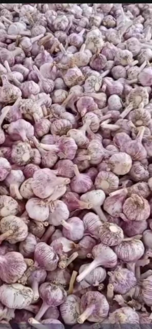 金乡县红皮蒜  大蒜