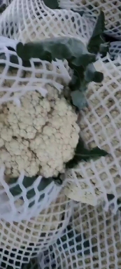 聊城白花菜花2021年聊城万亩沙地青梗白面菜花2-3斤大