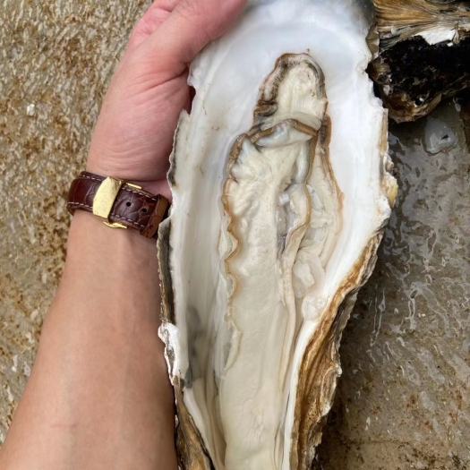 汕头牡蛎  生蚝，龙蚝，特大龙蚝