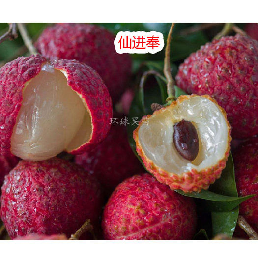 灵山县仙进奉荔枝苗 果树苗 南北方种植 盆栽地栽苗 环球果苗场