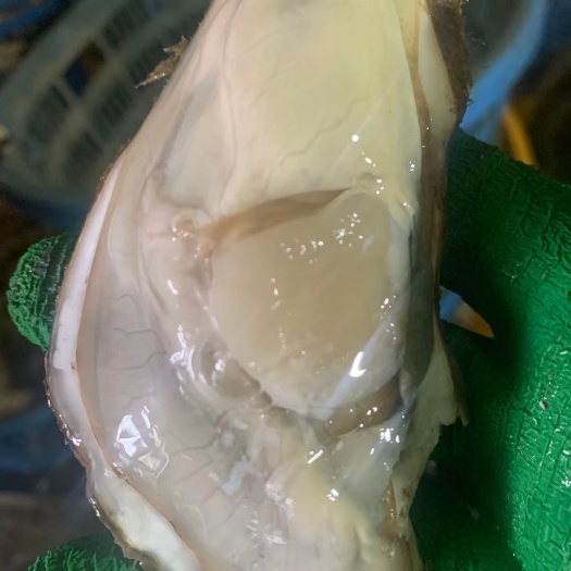 佛山长牡蛎  【高品质】4+三倍体新鲜湛江生蚝鲜活带壳大牡蛎海鲜