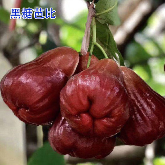 灵山县黑糖芭比莲雾苗 果树苗 南北方种植 盆栽地栽苗 环球果苗场