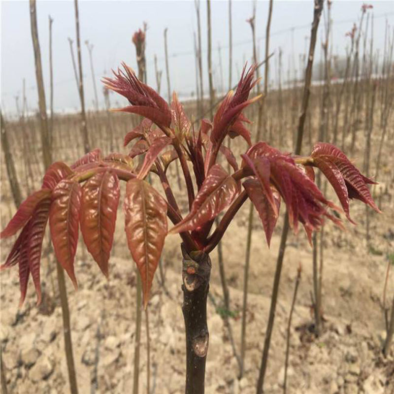 红油香椿树苗批发香椿苗盆栽地栽南北方阳台种植食用四季采摘抗寒