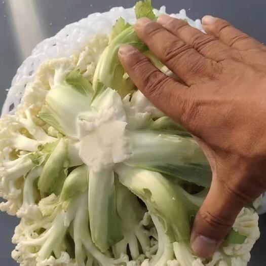 凌源市西兰花  精品西蓝花，产地发货，价格从优，欢迎咨询洽谈！