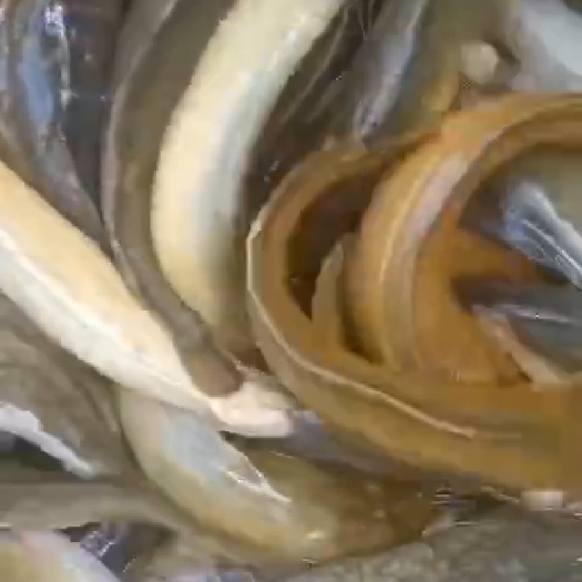 惠州塘鲺苗 塘虱苗