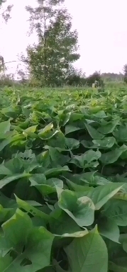 西瓜红红薯苗 大量供应西瓜红水田苗，烟薯水田苗