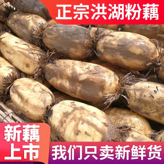 洪湖市洪湖粉藕3斤5斤新鲜莲藕脆藕香甜粉糯炖汤煲汤炒菜优选糯米藕