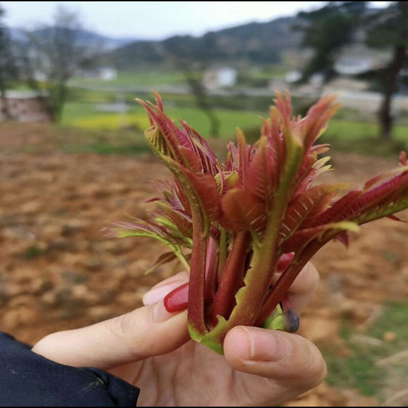 红油香椿树苗批发香椿苗盆栽地栽南北方阳台种植食用四季采摘抗寒