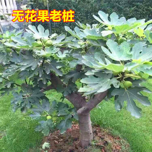 平邑县波姬红无花果苗  特大无花果树苗地栽盆栽矮化南方北方阳台庭院四季种植当年结果苗