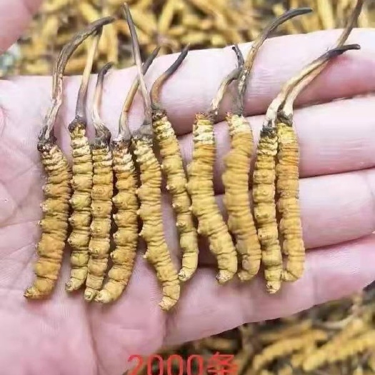 拉萨冬虫夏草  西藏，青海，阿坝各级虫草