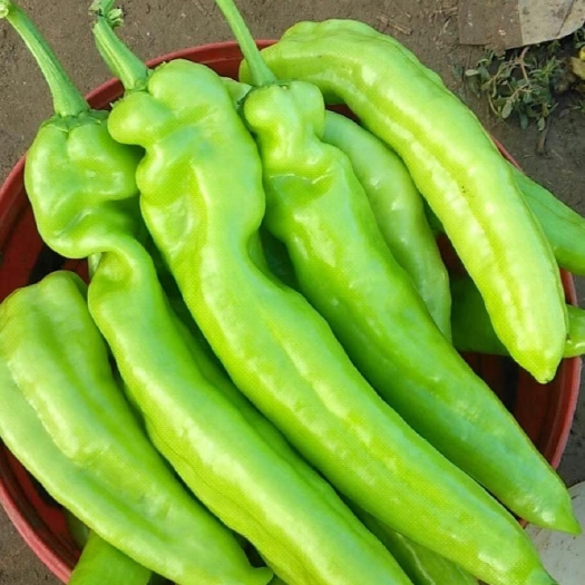 新乐市 产地大量供应冷棚尖椒，种植量大质量好一。