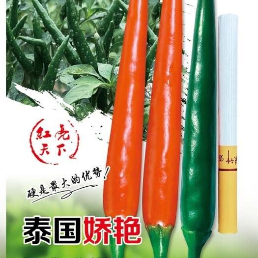 艳红辣椒种子  泰国娇艳辣椒种子 8-11厘米 硬度好 青熟