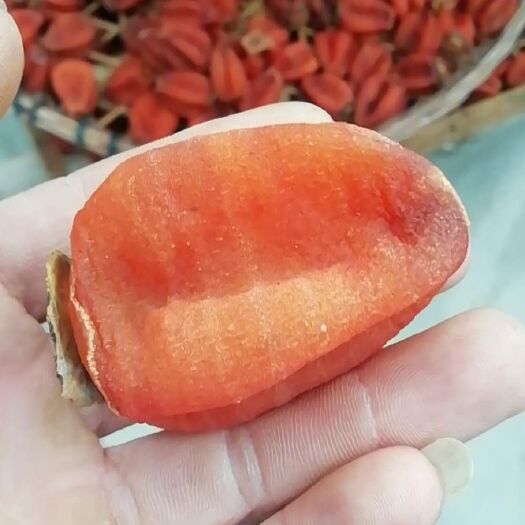 平乐县广西桂林柿子饼 吊饼 柿子饼 吊柿饼