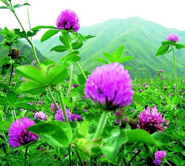 南宁红车轴草种子  红三叶种子  园林绿化草籽