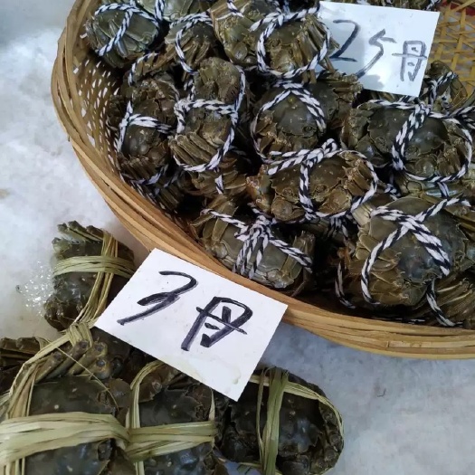 宣城大闸蟹母2.5两