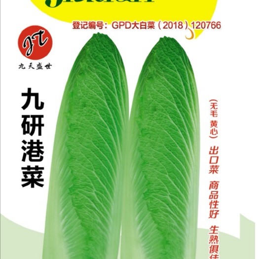 青麻叶白菜种子  九研港菜，大白菜
