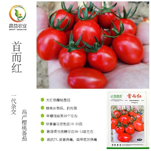 寿光市樱桃番茄种子 红色樱桃番茄种籽 爱维农首尔红抗病大红千禧