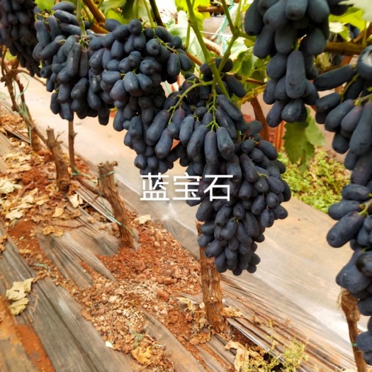 绥中县蓝宝石葡萄苗  基地提供，保湿邮寄，保证质量纯度