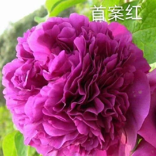 菏泽观赏牡丹  紫色系 品种  首暗红这是一款特殊的牡丹品种