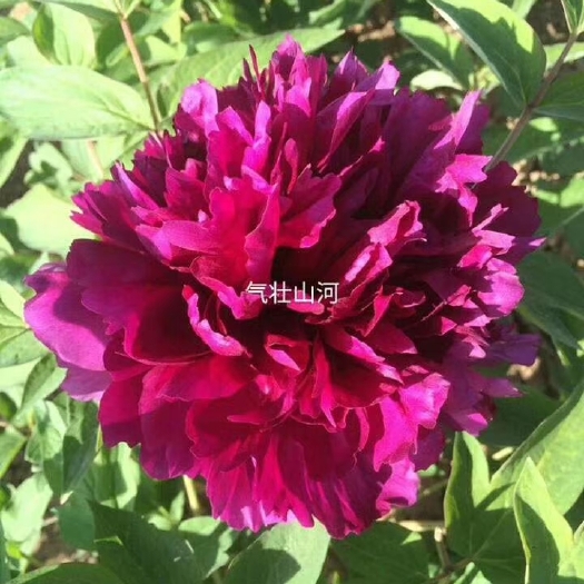 菏泽 牡丹观赏牡丹