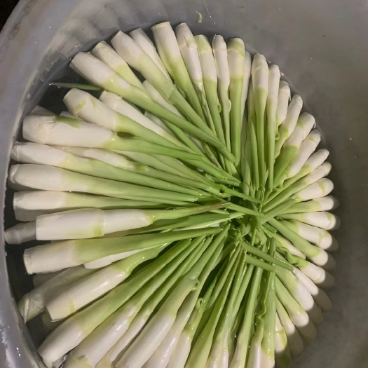 岳西县茭白种苗  单季茭白秋栽种苗 纯度高 提供技术