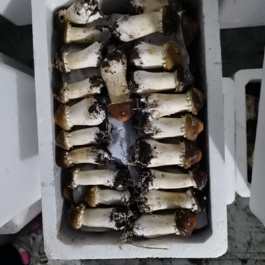 大球盖菇 鲜货 人工种植 未开伞 