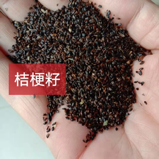 安国市桔梗种子  桔梗籽