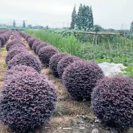 杭州 红花继木球