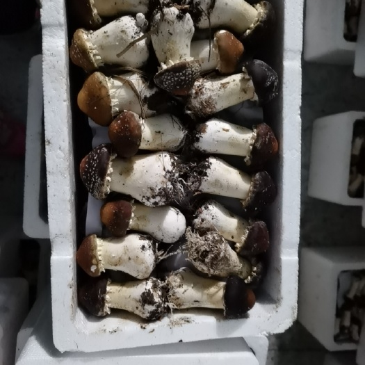 大球盖菇 鲜货 人工种植 未开伞 