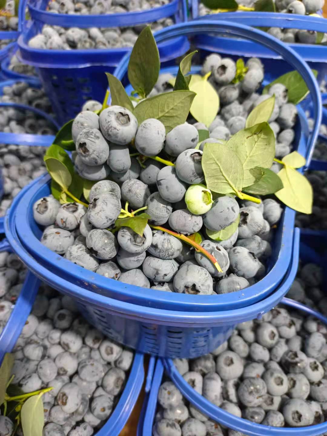 绿宝石蓝莓  云南高原蓝莓大量上市！基地现摘现发！一件代发！