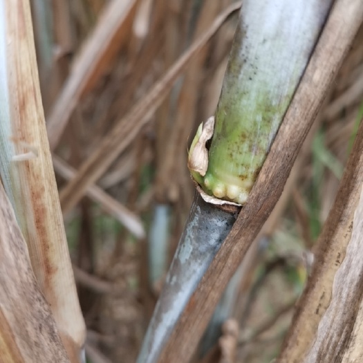阳新县 优质多年生红象草种种节