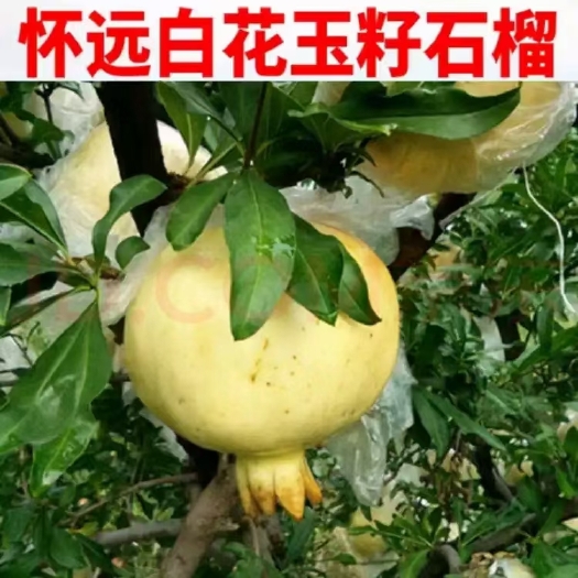 蚌埠石榴  白花玉石籽