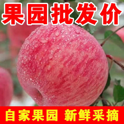 莒县【推荐】山东苹果红富士苹果产地红富士苹果口感脆甜常年供应
