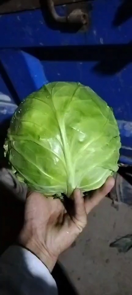 通许县绿包菜  甘蓝，中甘21