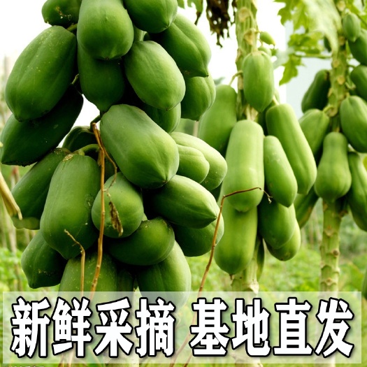 高州市大白木瓜  新鲜青木瓜孕妇催奶木瓜汤木瓜丝木瓜牛奶