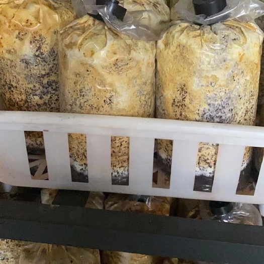 赤壁市桑黄菌种 桑黄菌包