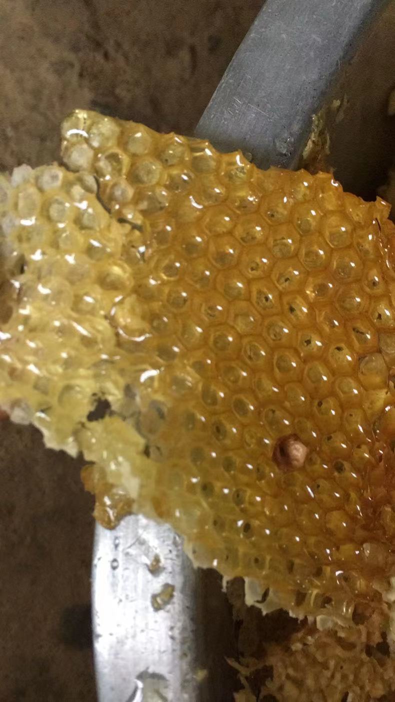 陕西秦岭土蜂蜜特点(陕西秦岭土蜂蜜是真的吗?)
