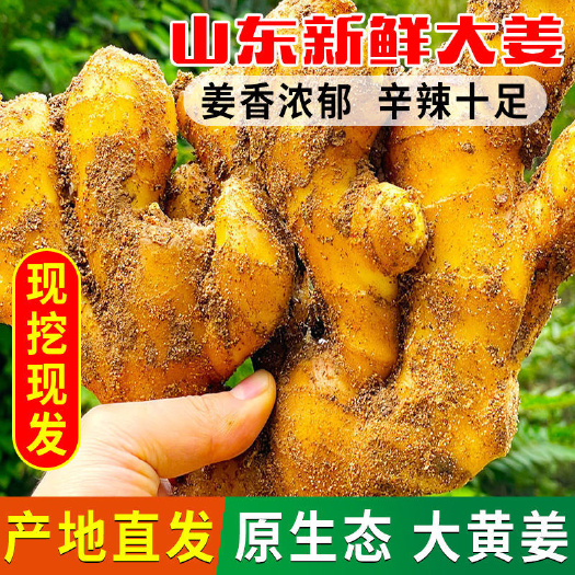 莒縣大黃姜  精選云南生姜   沙土地生姜  可加工水洗  常年