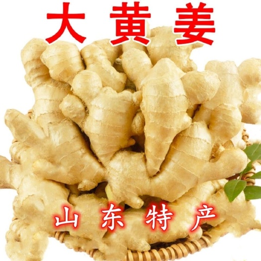 大黄姜  原产地直供山东生姜  一手选货源