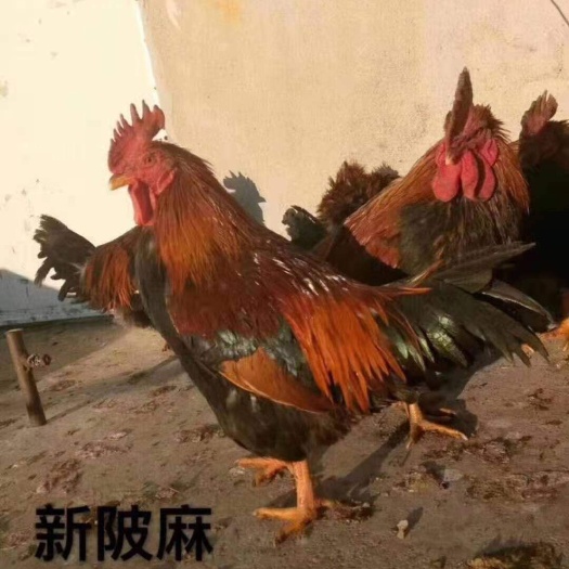 汕头土鸡 散养走地鸡，果园鸡