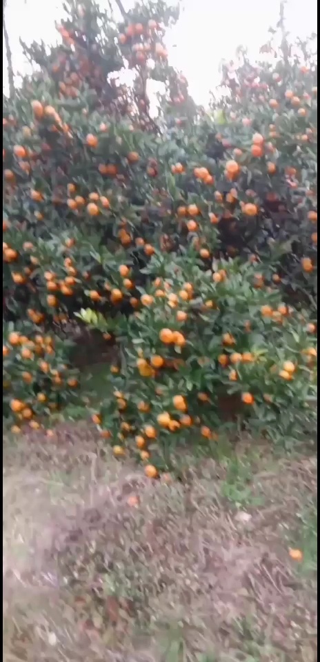 南丰县南丰早熟蜜桔、蜜广。