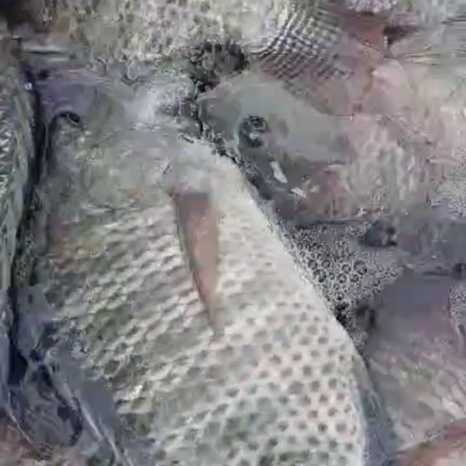 博罗县罗非鱼  鱼鱼大把靓货。