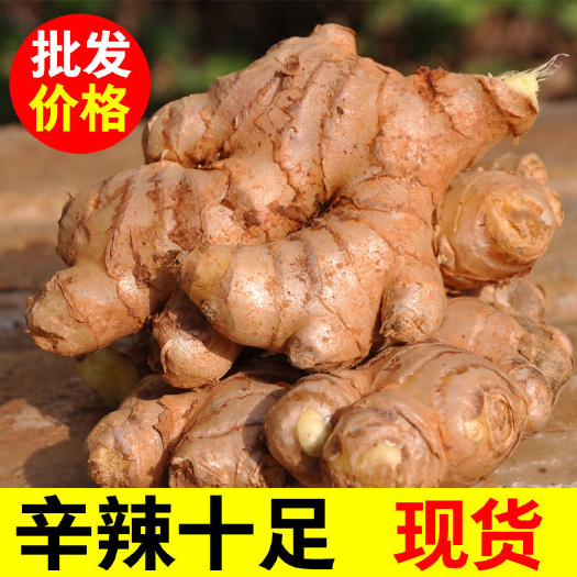 新鲜云南小黄姜生姜老姜嫩姜仔姜月子姜现挖批发