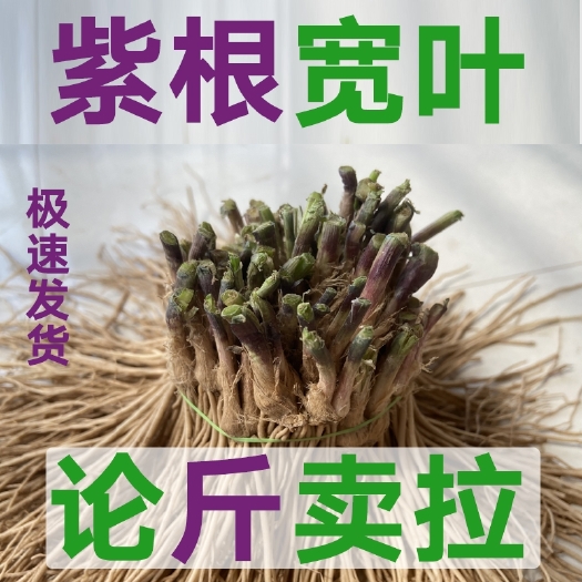 长沙现挖韭菜根苗紫根宽叶香韭菜红根韭菜细叶香韭菜四季可种包邮