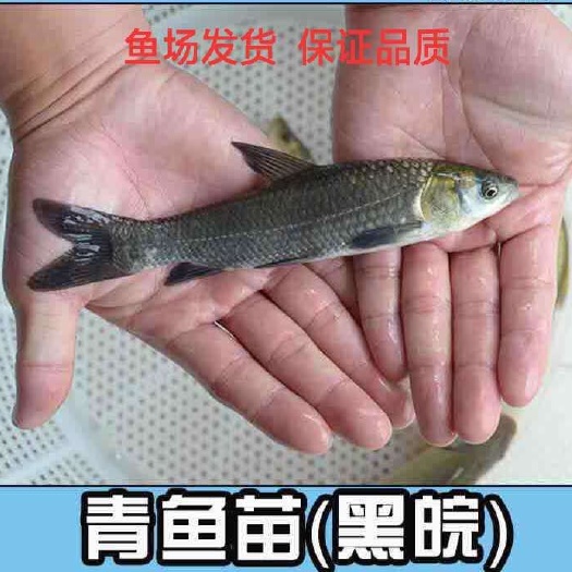  青鱼苗 精品螺丝青鱼苗长势快 支持云贵川渝等送货上门 包技术