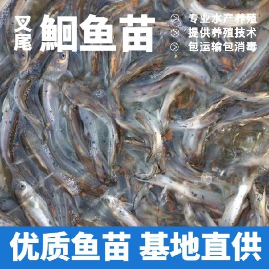 剑河县 叉尾鮰鱼苗 优质鱼苗提供养殖技术指导 包运输支持货到付款