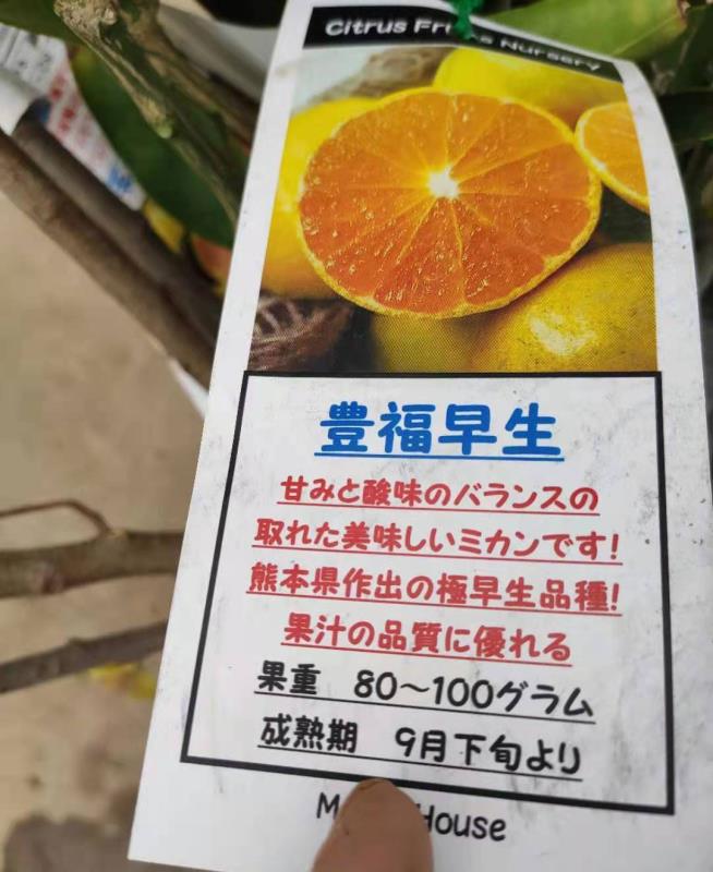 柑桔枝条 日本新品种柑橘早熟丰福早生蜜桔嫁接枝条(穗条)