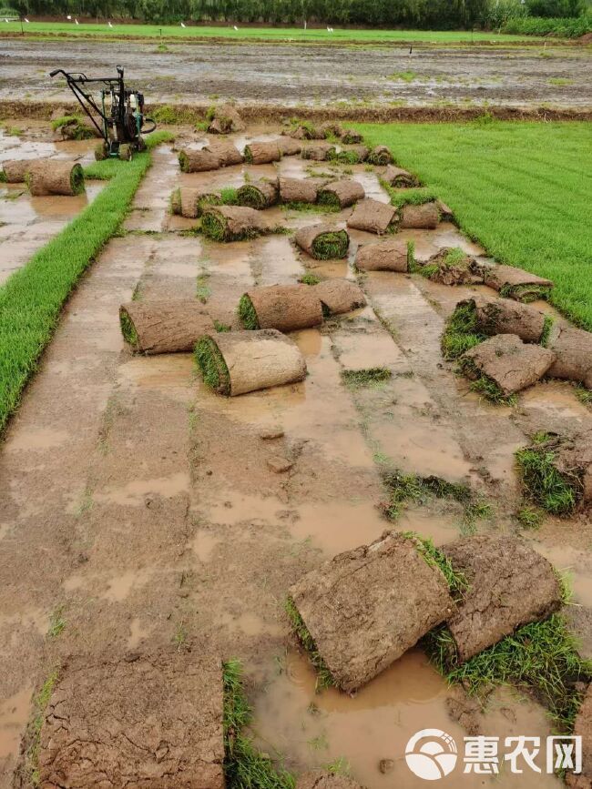 剪股颖草坪 昆明基地常年出售各种绿化草坪，混播四季青，剪股颖，马蹄筋