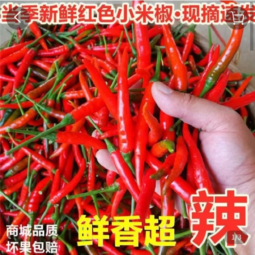 方山县 朝天椒